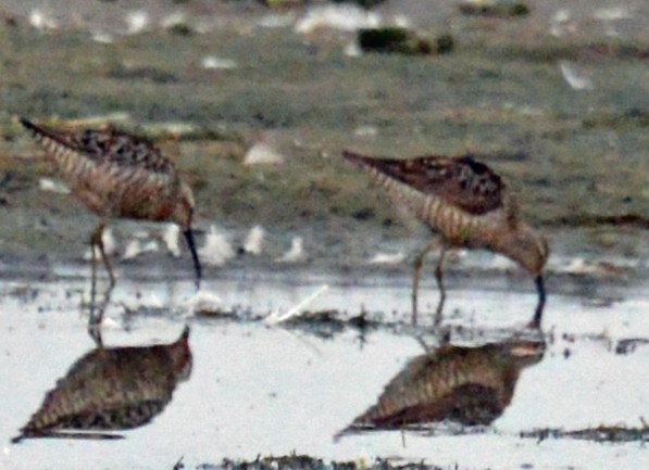 Stilt Sandpiper - Buzz Schaumberg