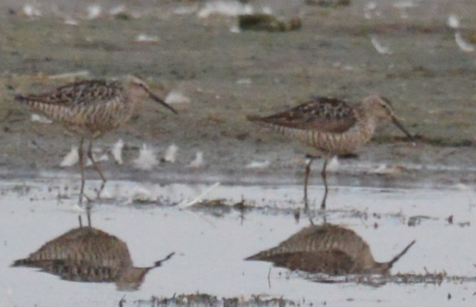 Stilt Sandpiper - Buzz Schaumberg