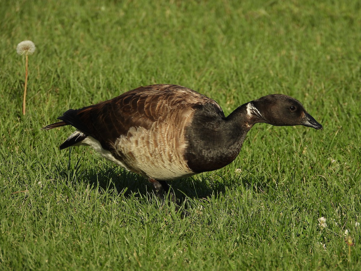 Brant - ML252147631