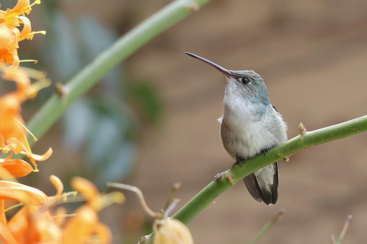 White-bellied Hummingbird - Jorge  Quiroga