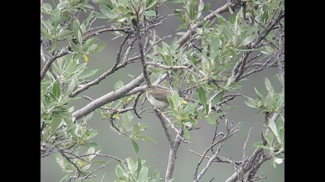 Mosquitero Boreal - ML252152701