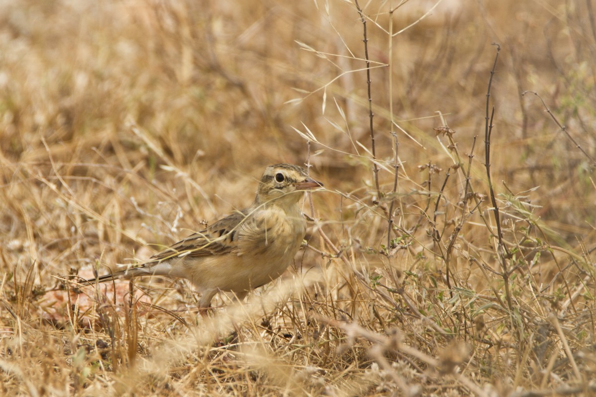 linduška úhorní - ML25215421