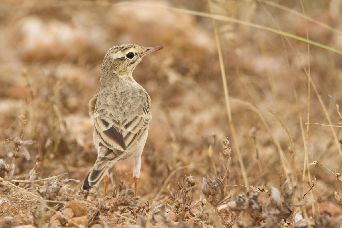linduška úhorní - ML25215431