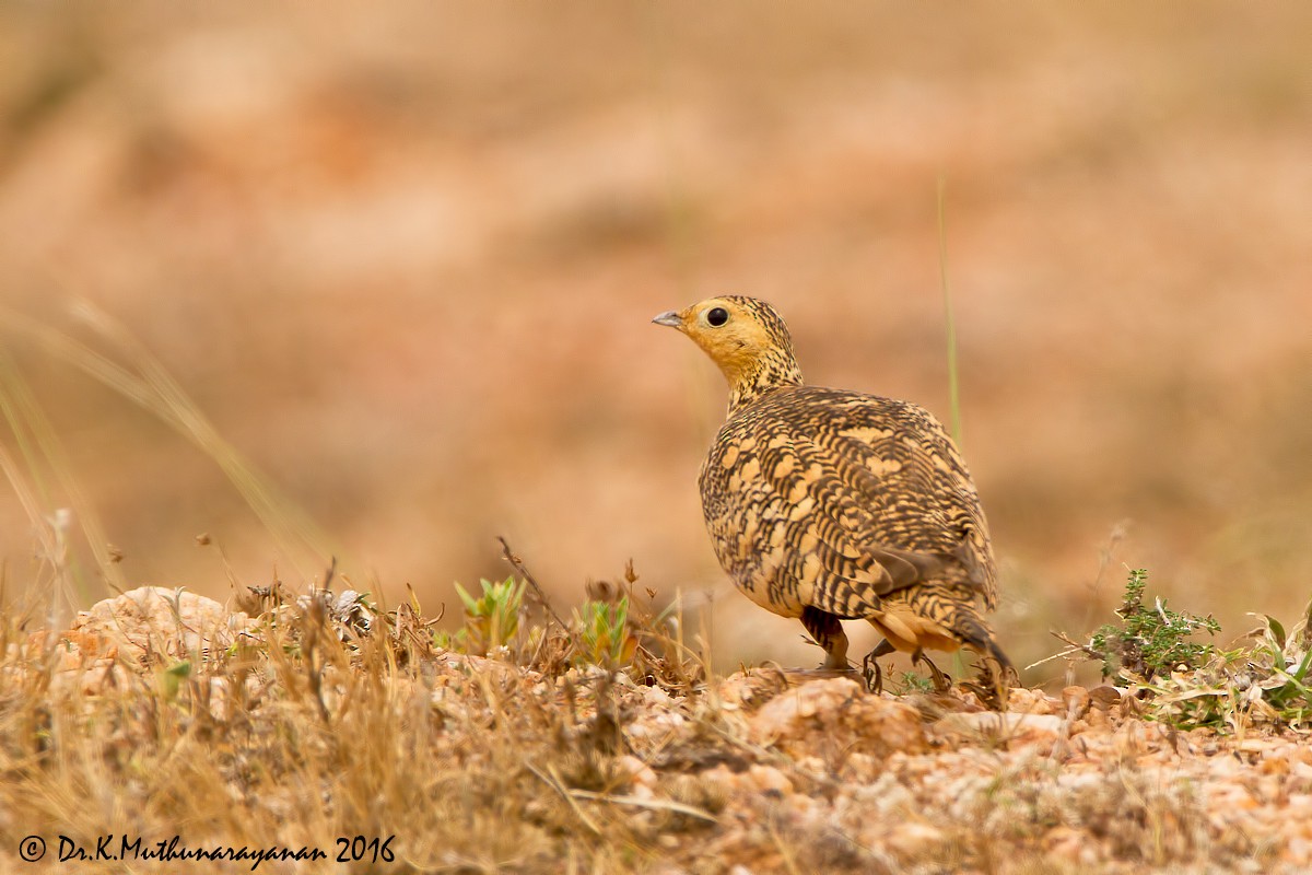 stepokur hnědobřichý - ML25215481