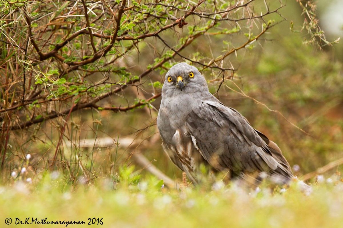 moták lužní - ML25215491