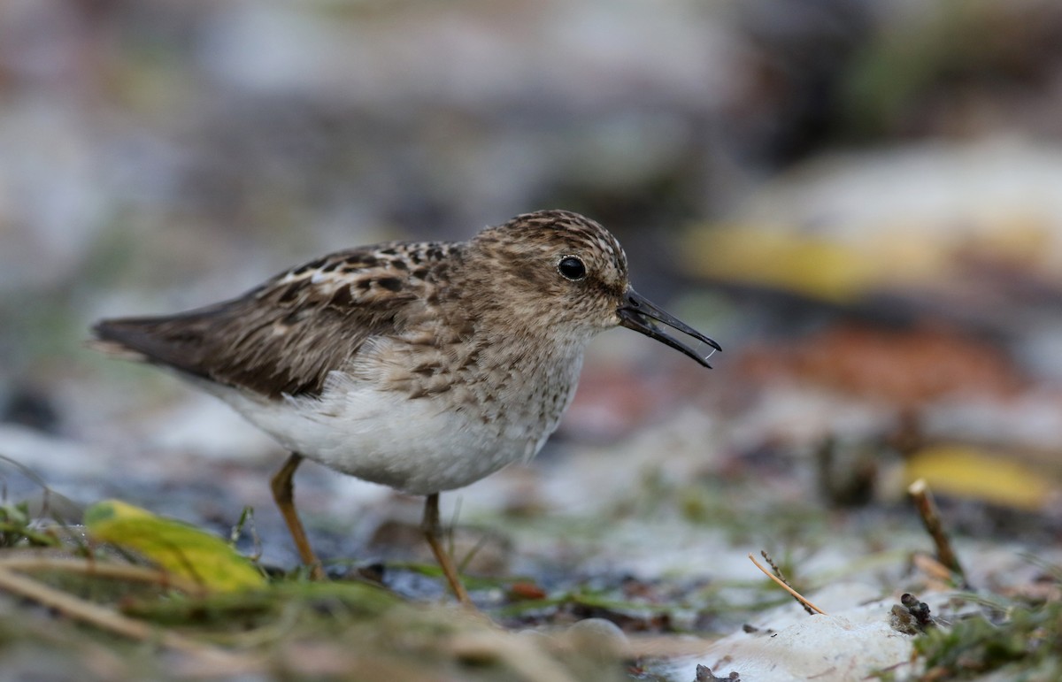 Least Sandpiper - Jay McGowan