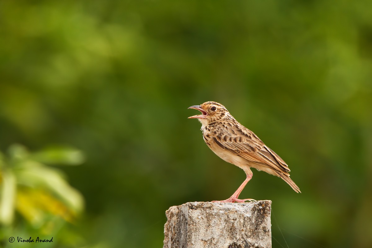 skřivan skvrnitý - ML25215511