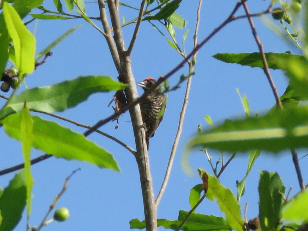 Varzea Piculet - Rita Souza