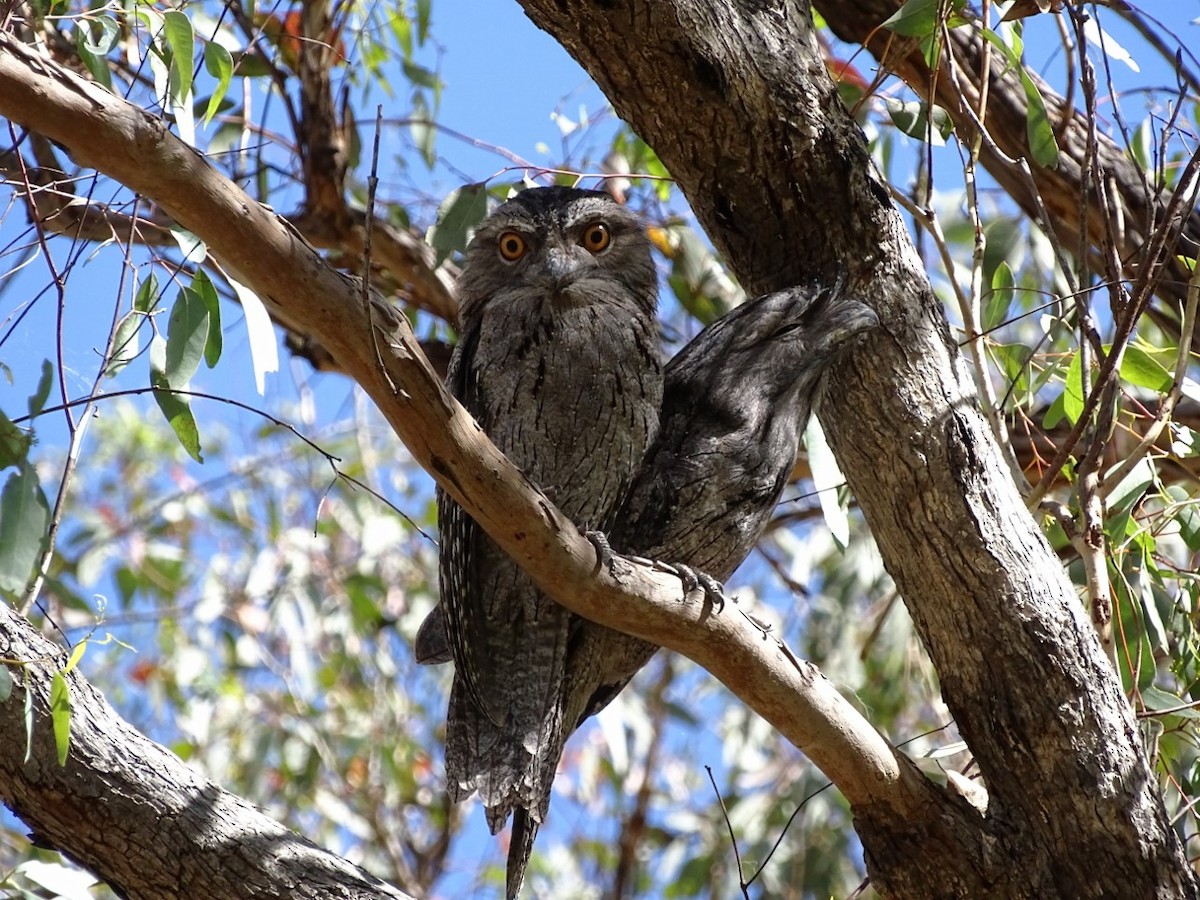 Tawny Frogmouth - Sue Lee