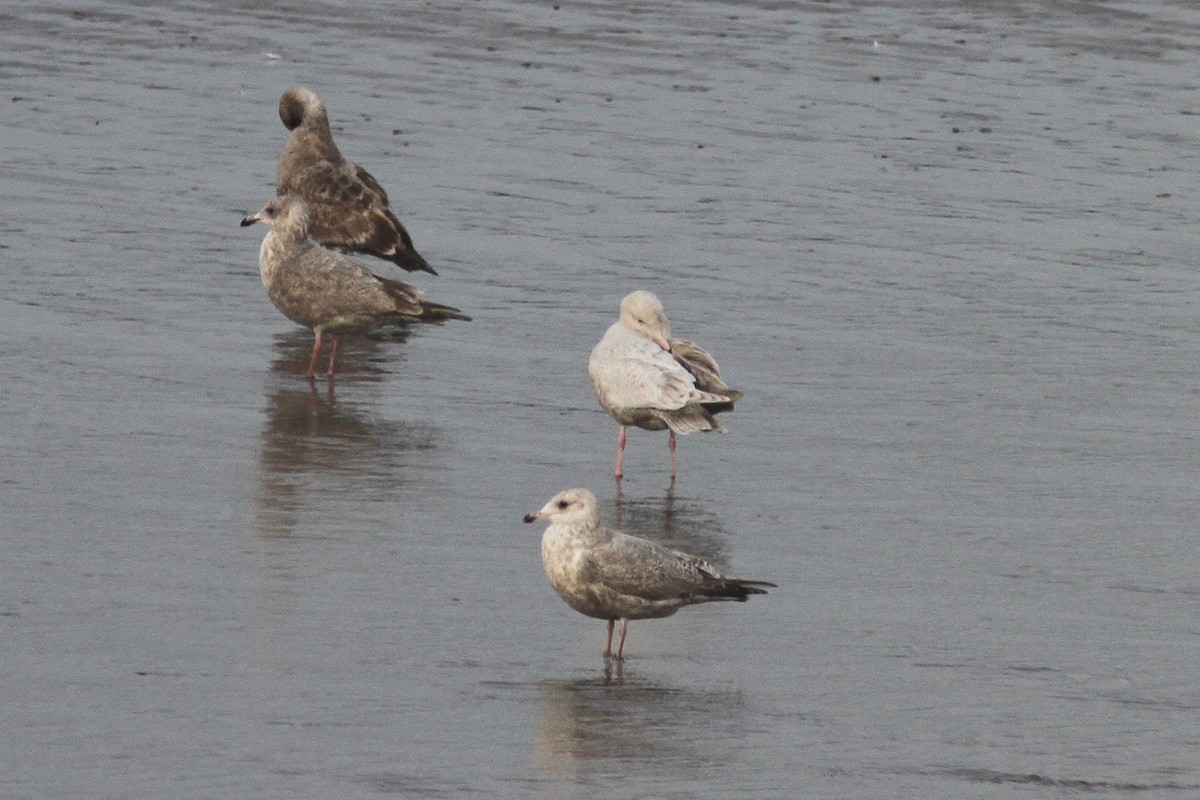 Glaucous Gull - Staffan Rodebrand