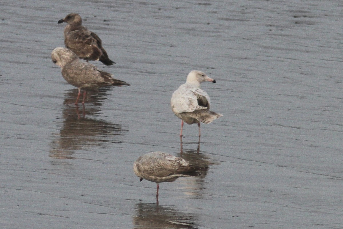 Glaucous Gull - ML25215781