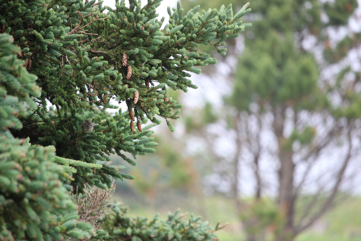 Yellow-rumped Warbler - ML252159921