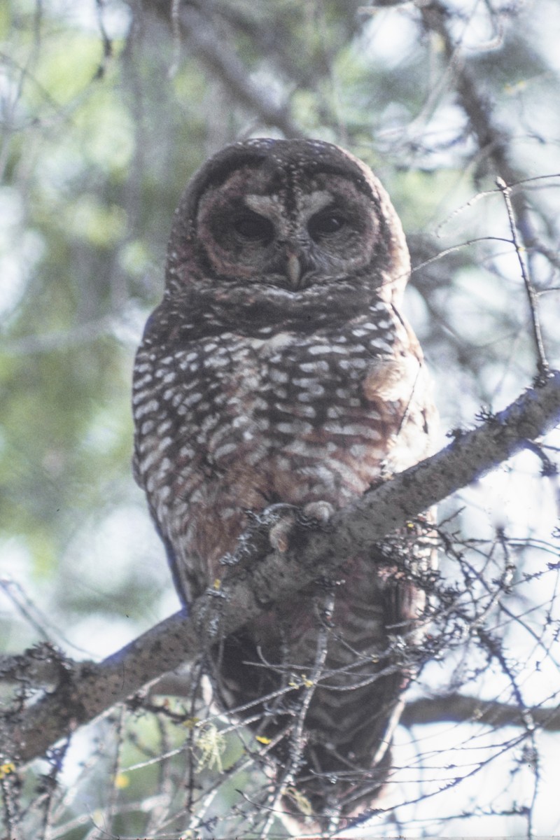 Spotted Owl - ML252160721