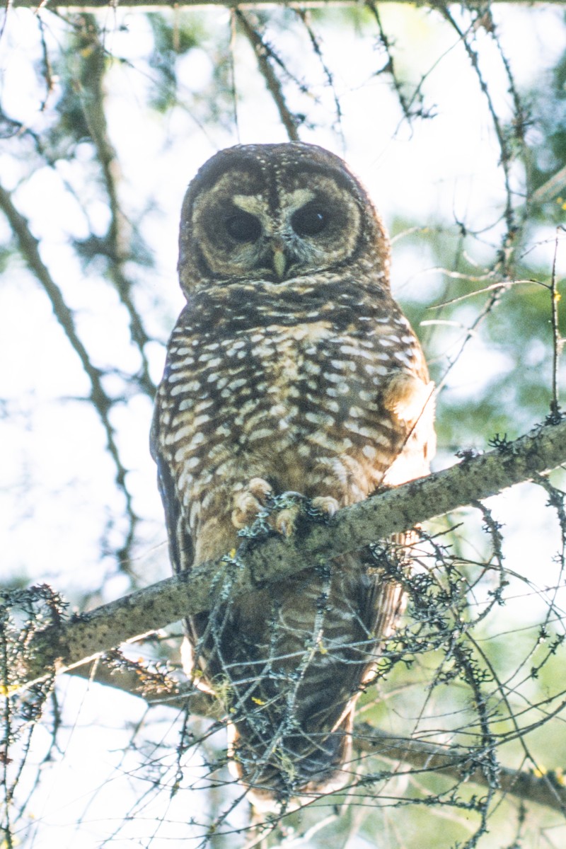 Spotted Owl - ML252160791