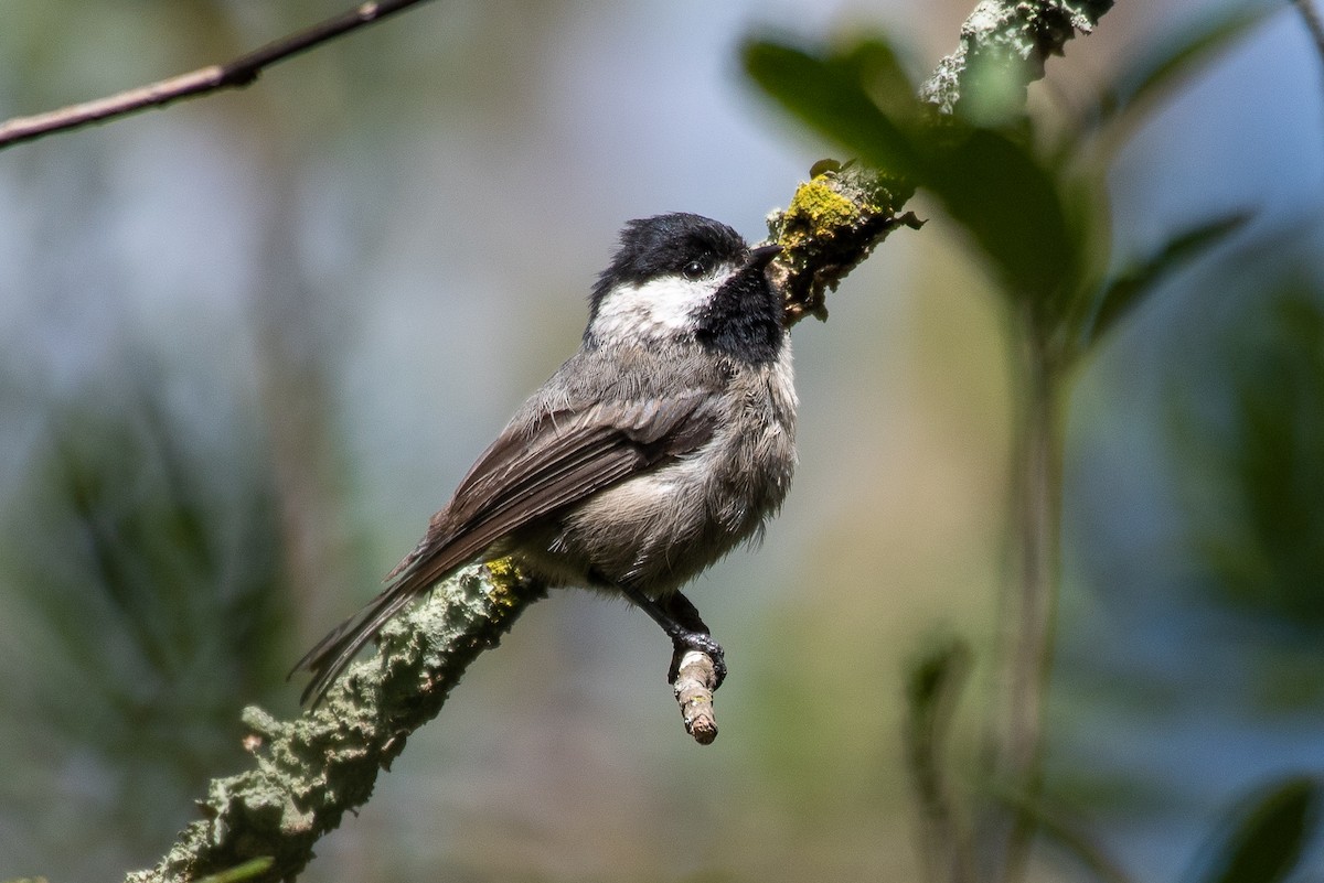 Mexican Chickadee - ML252160801