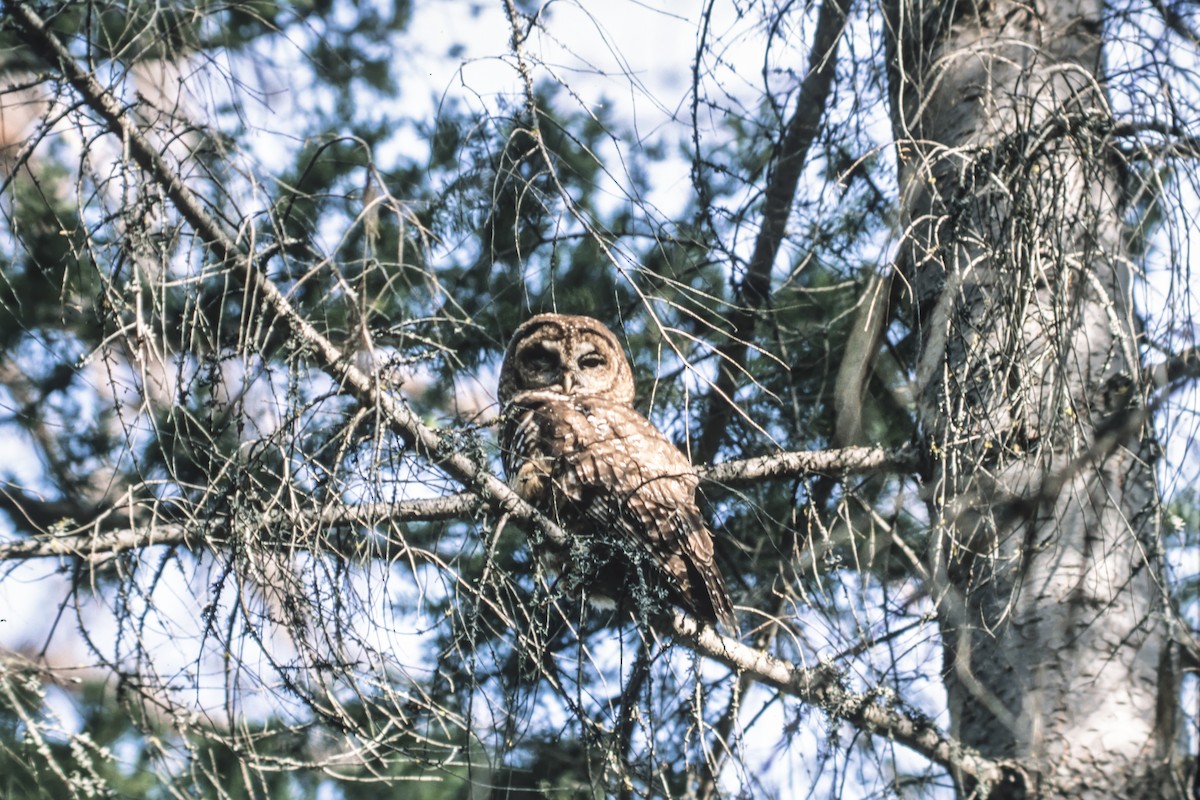 Spotted Owl - ML252160821