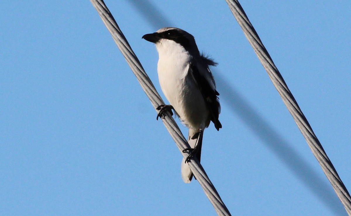 Loggerhead Shrike - ML252162111