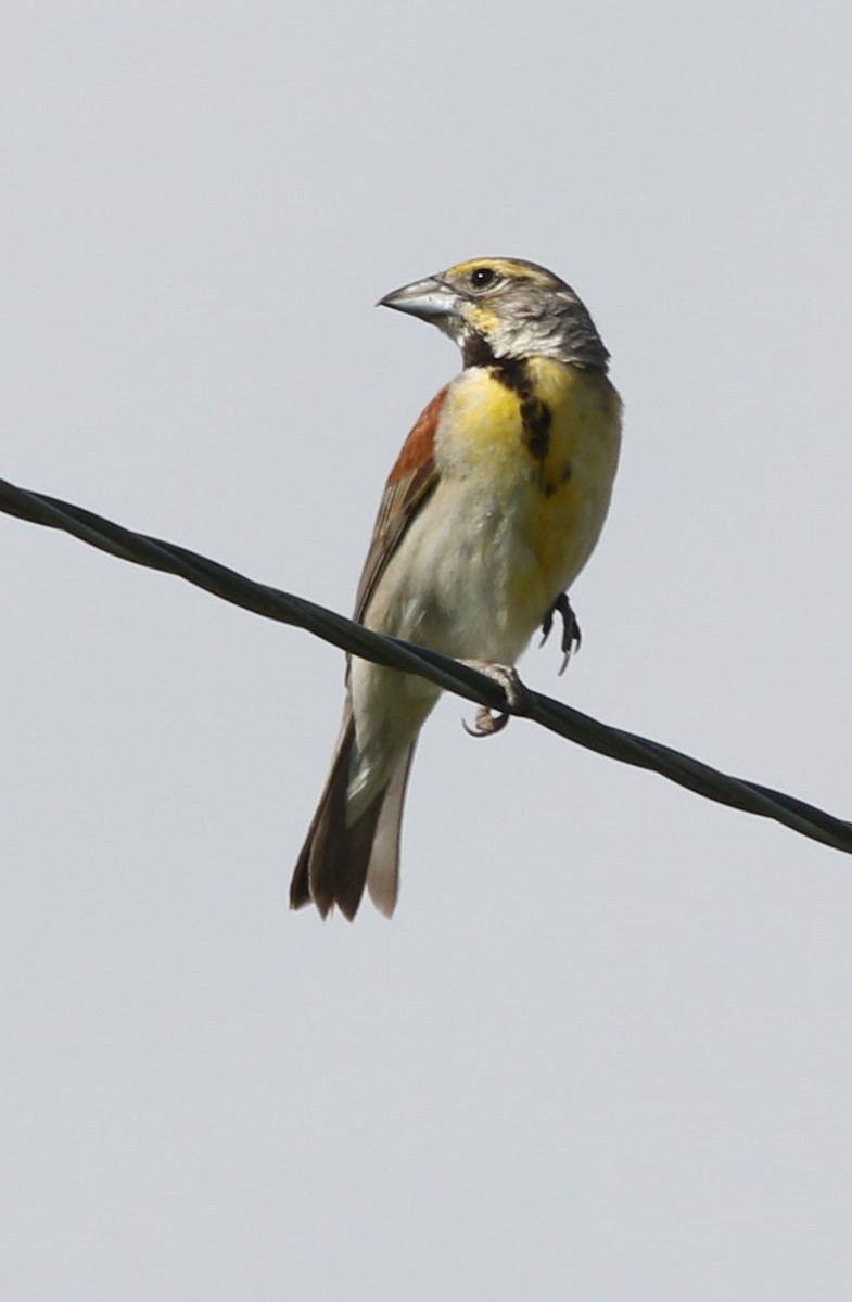 Dickcissel - ML252163171