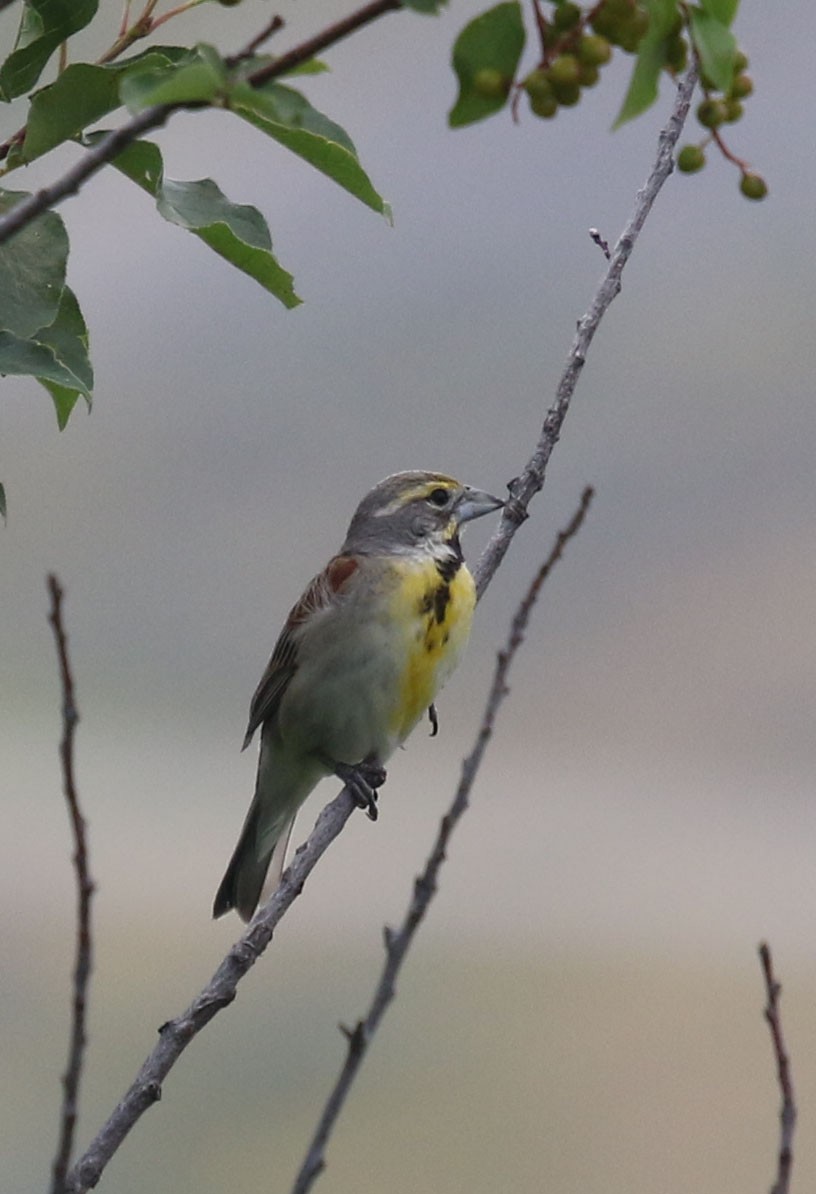 Dickcissel - ML252163181