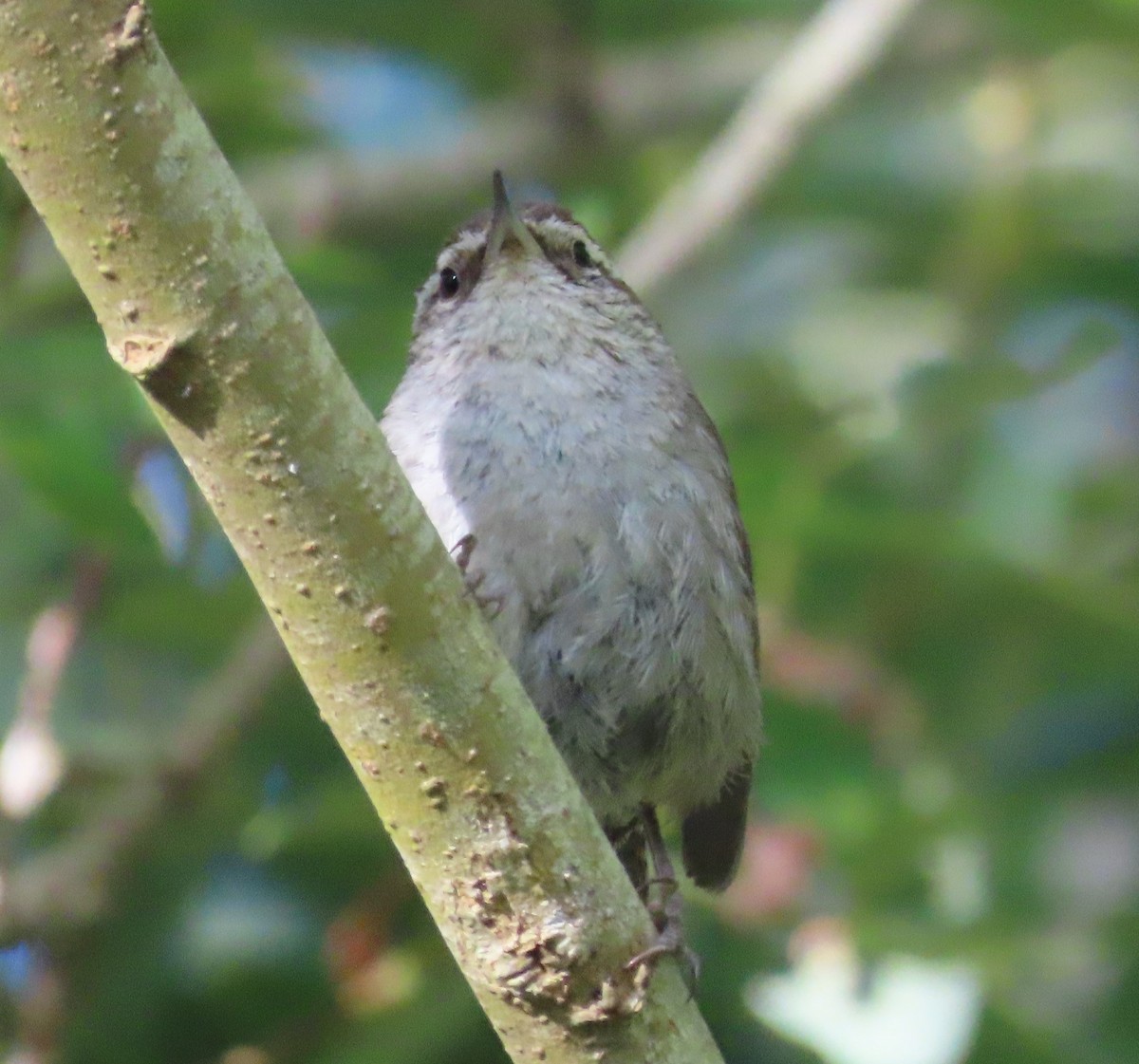 Bewick's Wren - ML252164801