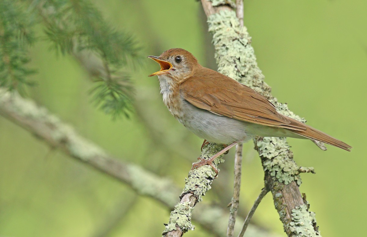 Veery - ML252165461