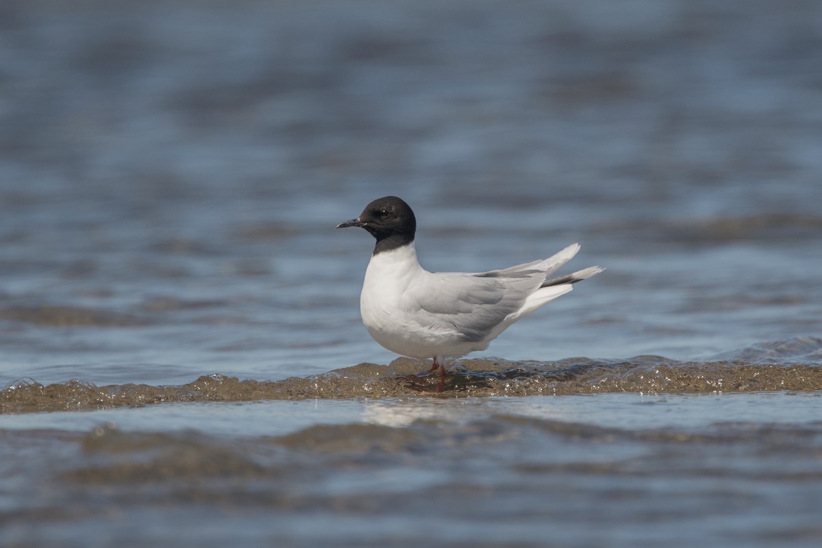 Little Gull - ML252165781