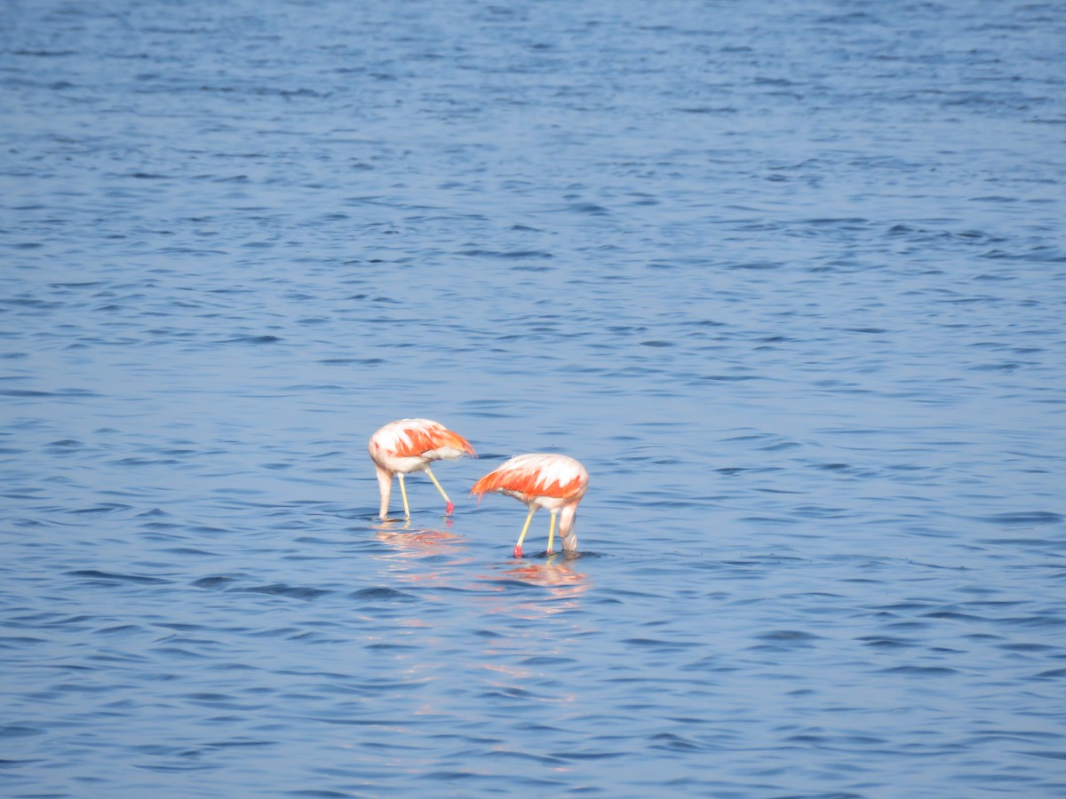 Chilean Flamingo - ML25216631