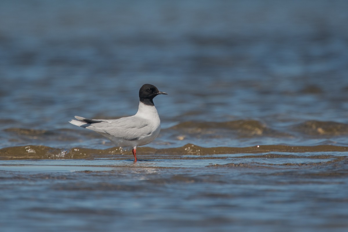 Little Gull - ML252167471