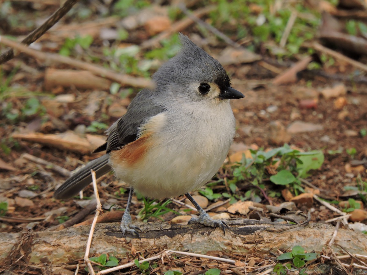 Tufted Titmouse - ML25216821