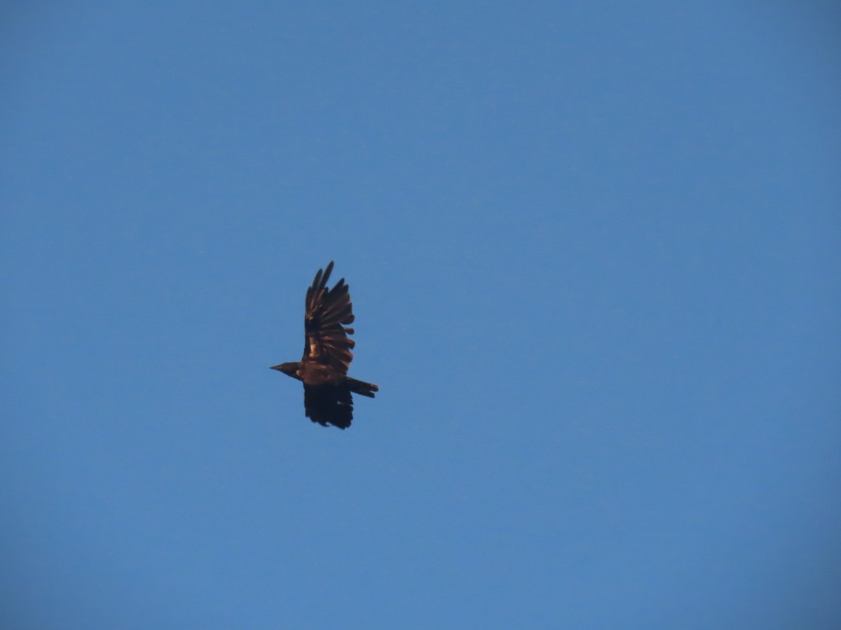 American Crow - ML252168931