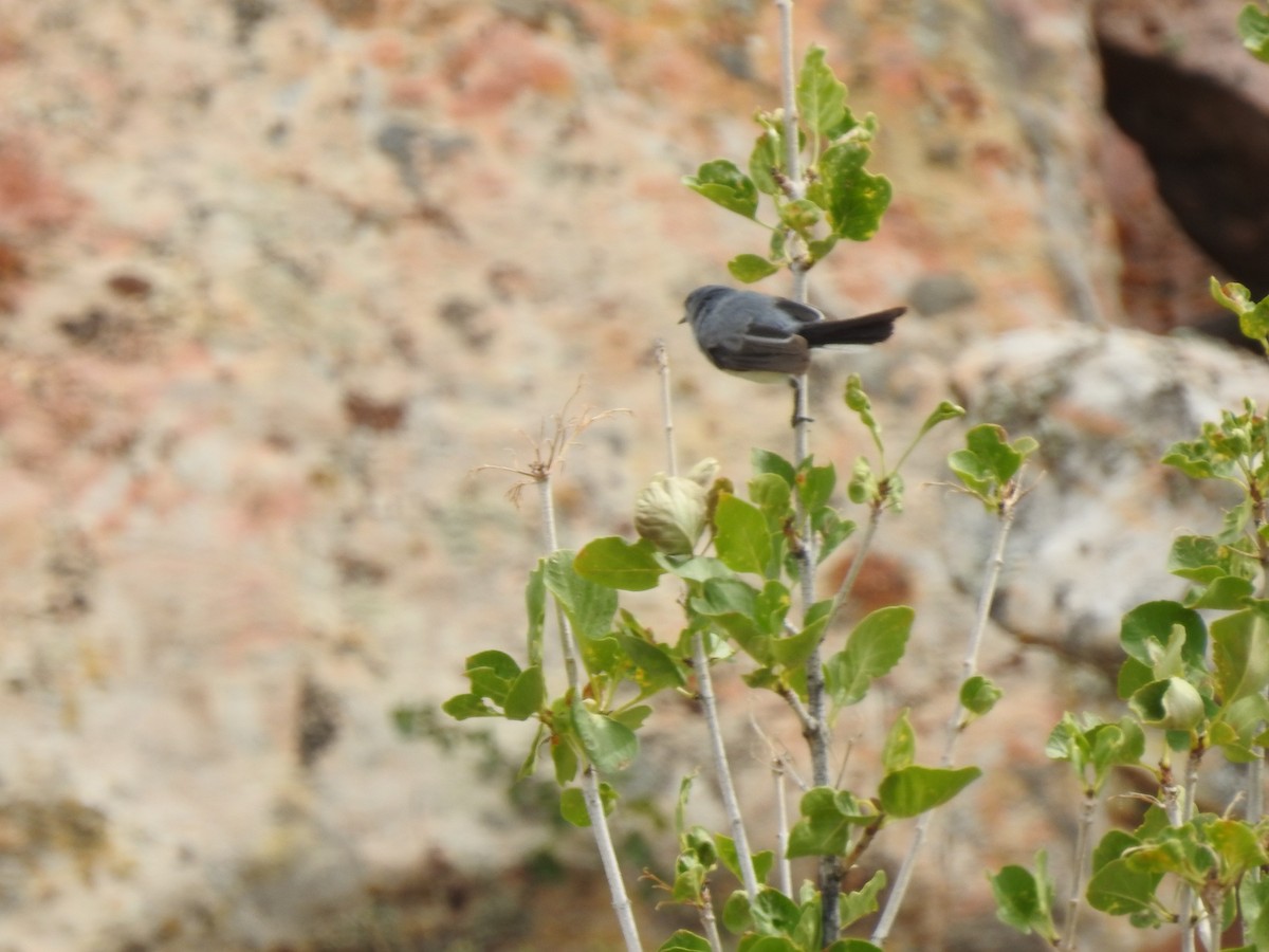 Blue-gray Gnatcatcher - ML252169371