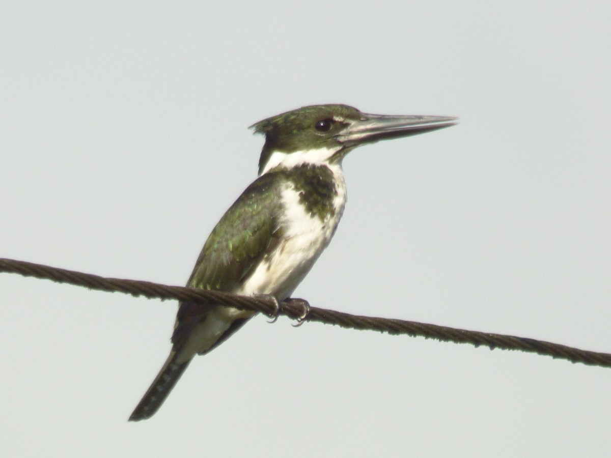 Amazon Kingfisher - ML252169601