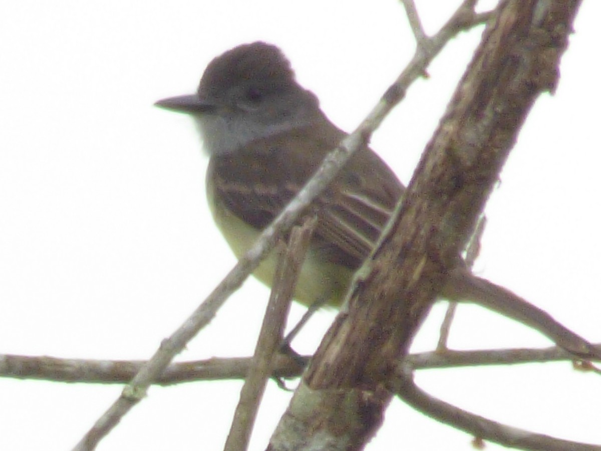 Short-crested Flycatcher - ML252169631