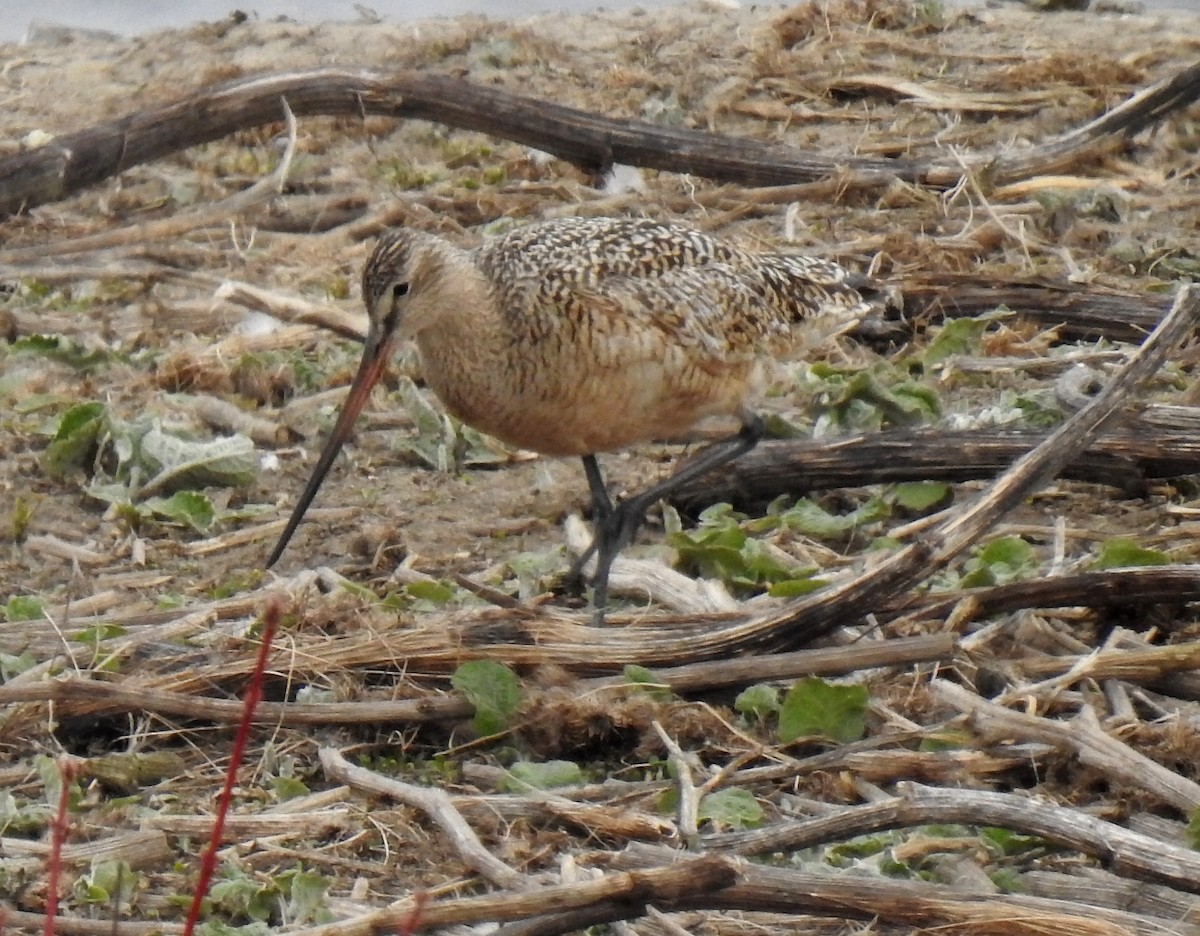 Marbled Godwit - ML252170971