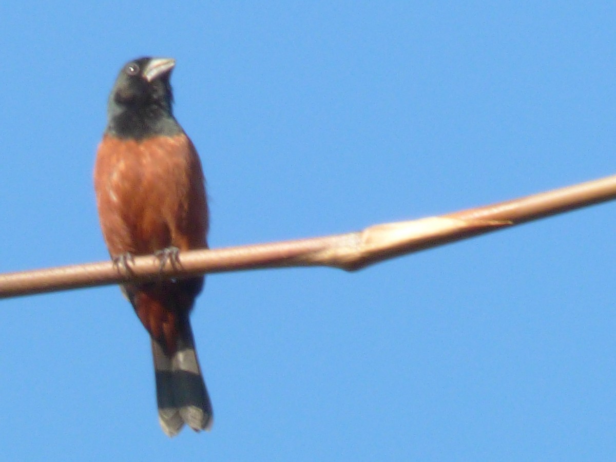 Chestnut-bellied Seed-Finch - ML252170981