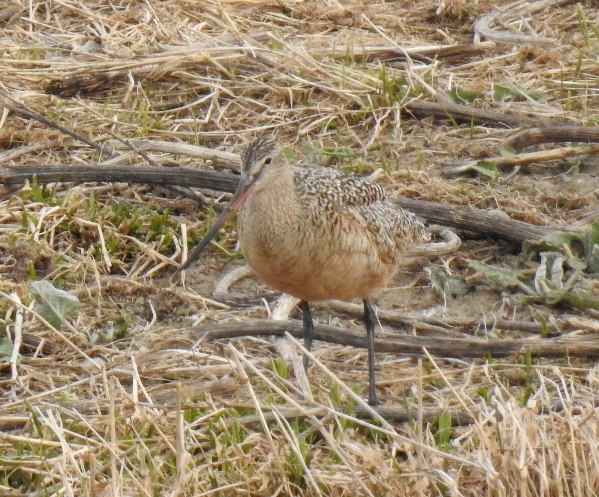 Marbled Godwit - ML252171541