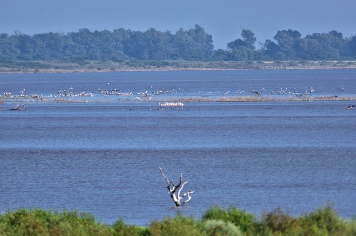 Chilean Flamingo - COA    ANSENUZA