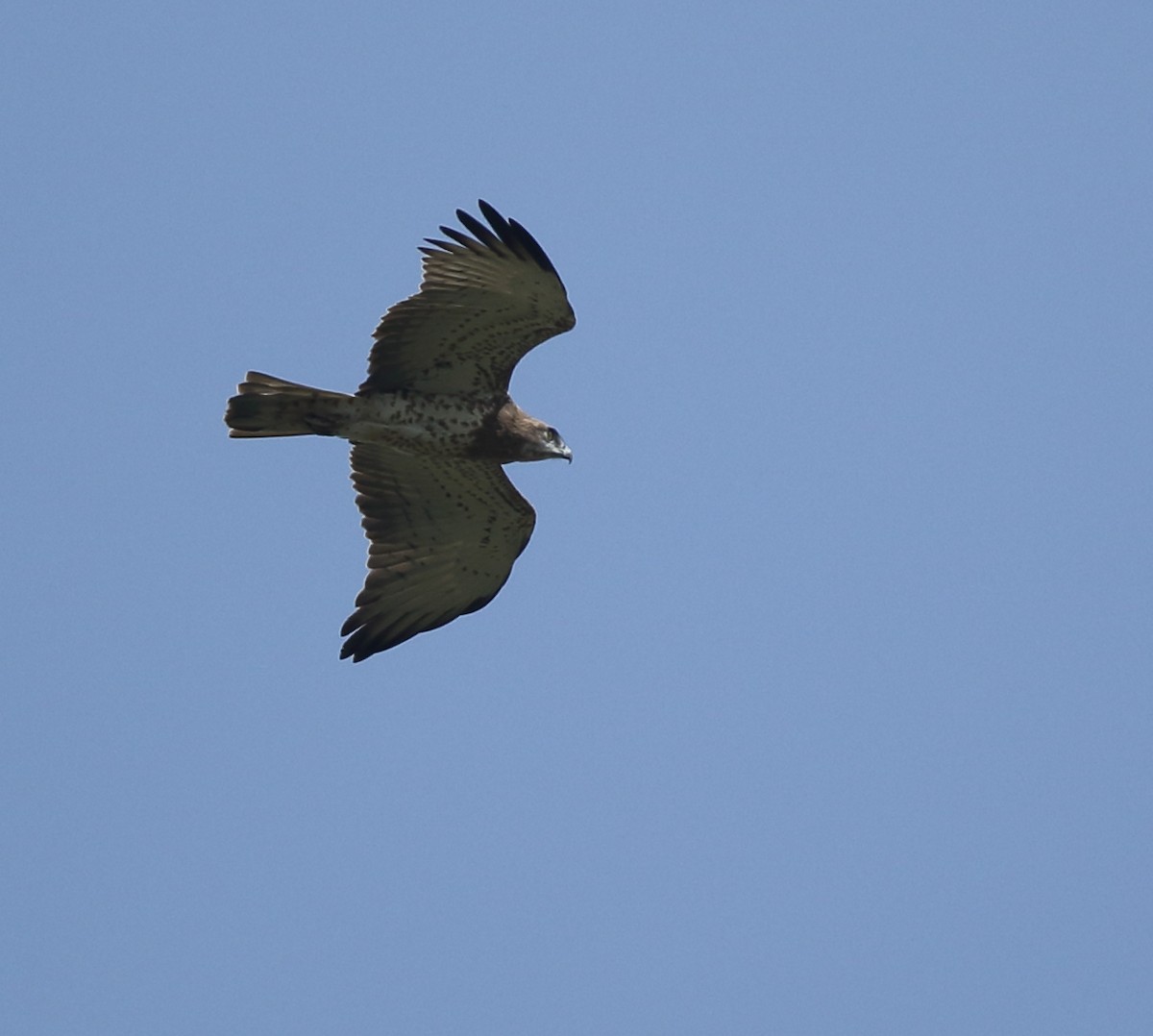 Short-toed Snake-Eagle - ML252172241