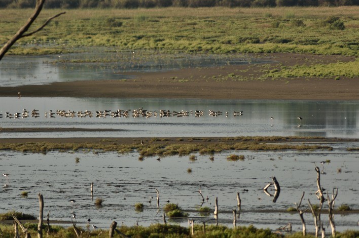 Black Skimmer - ML25217251