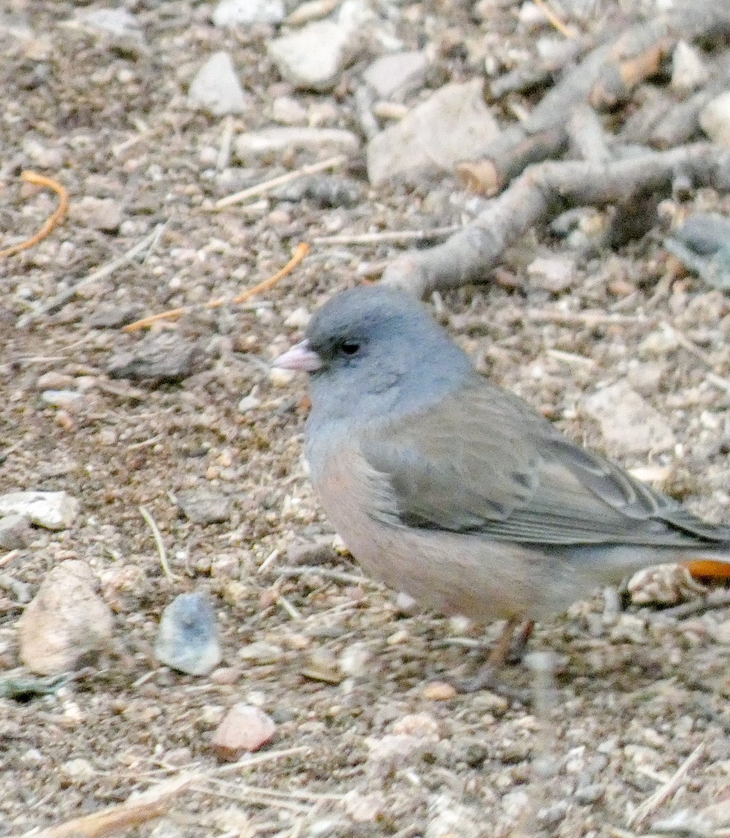 Dark-eyed/Yellow-eyed Junco - ML252172571