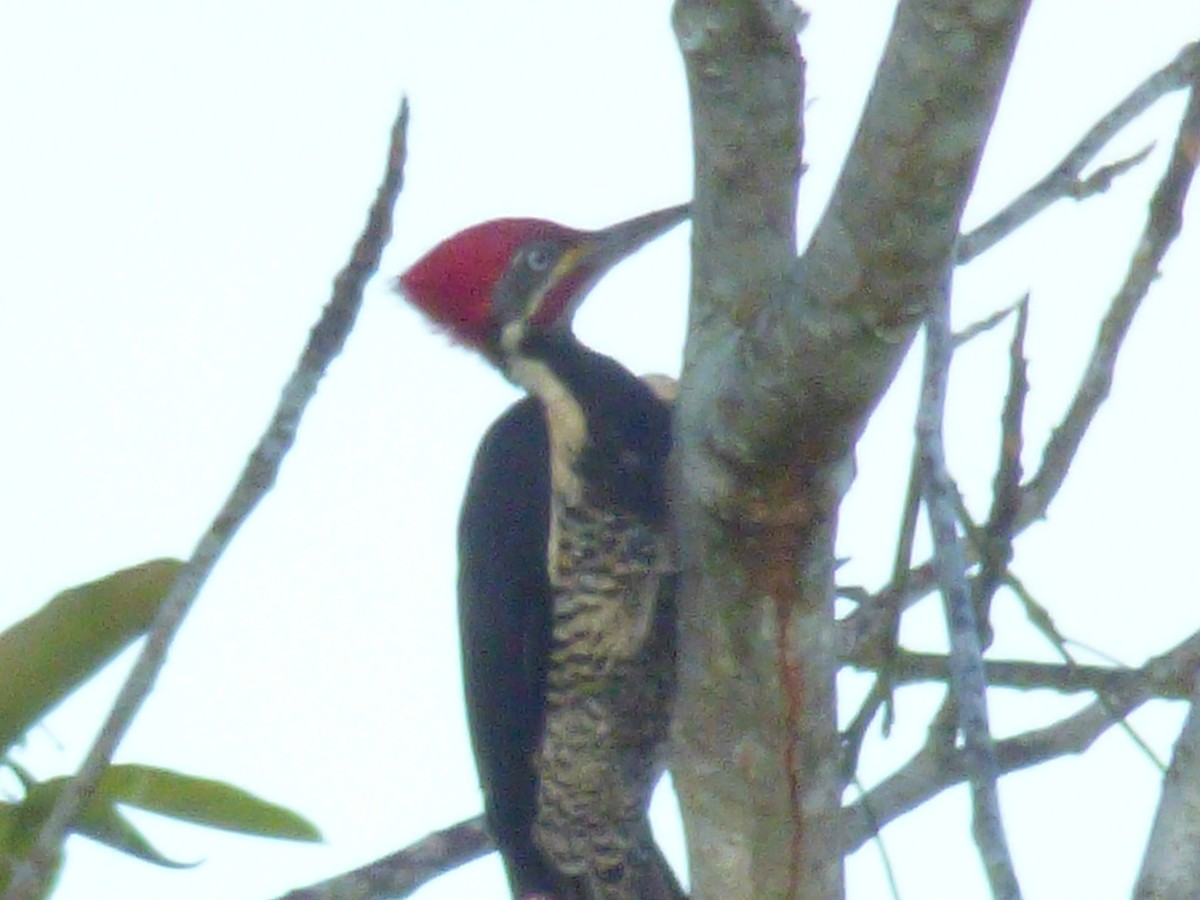 Lineated Woodpecker - ML252172671