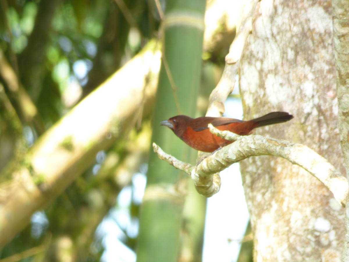 Silver-beaked Tanager - ML252172821