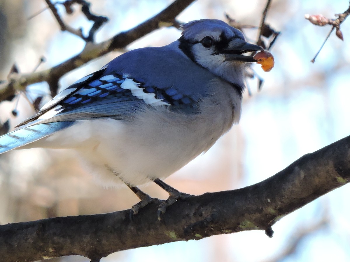 Blue Jay - ML25217291