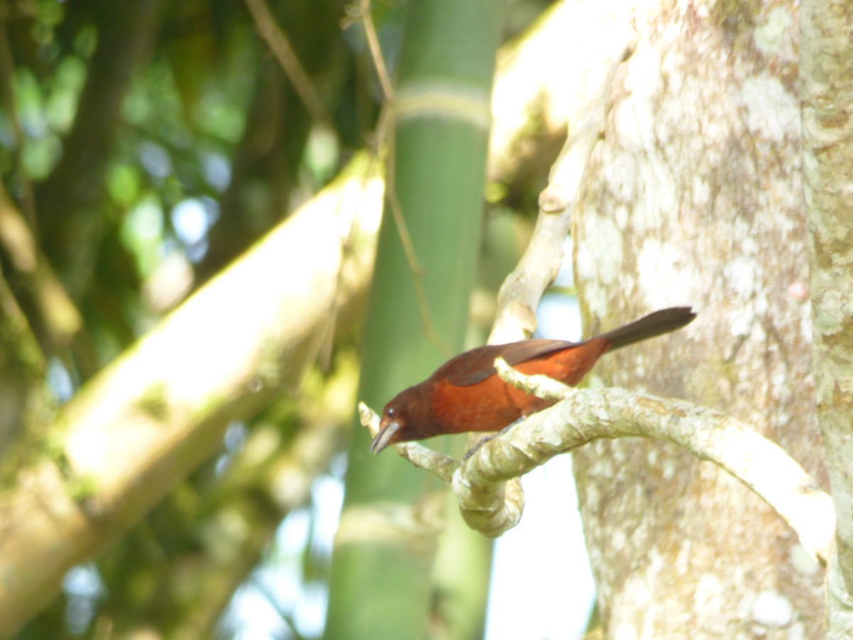 Silver-beaked Tanager - ML252173001