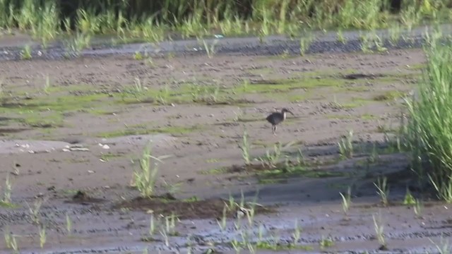 Clapper Rail - ML252173161