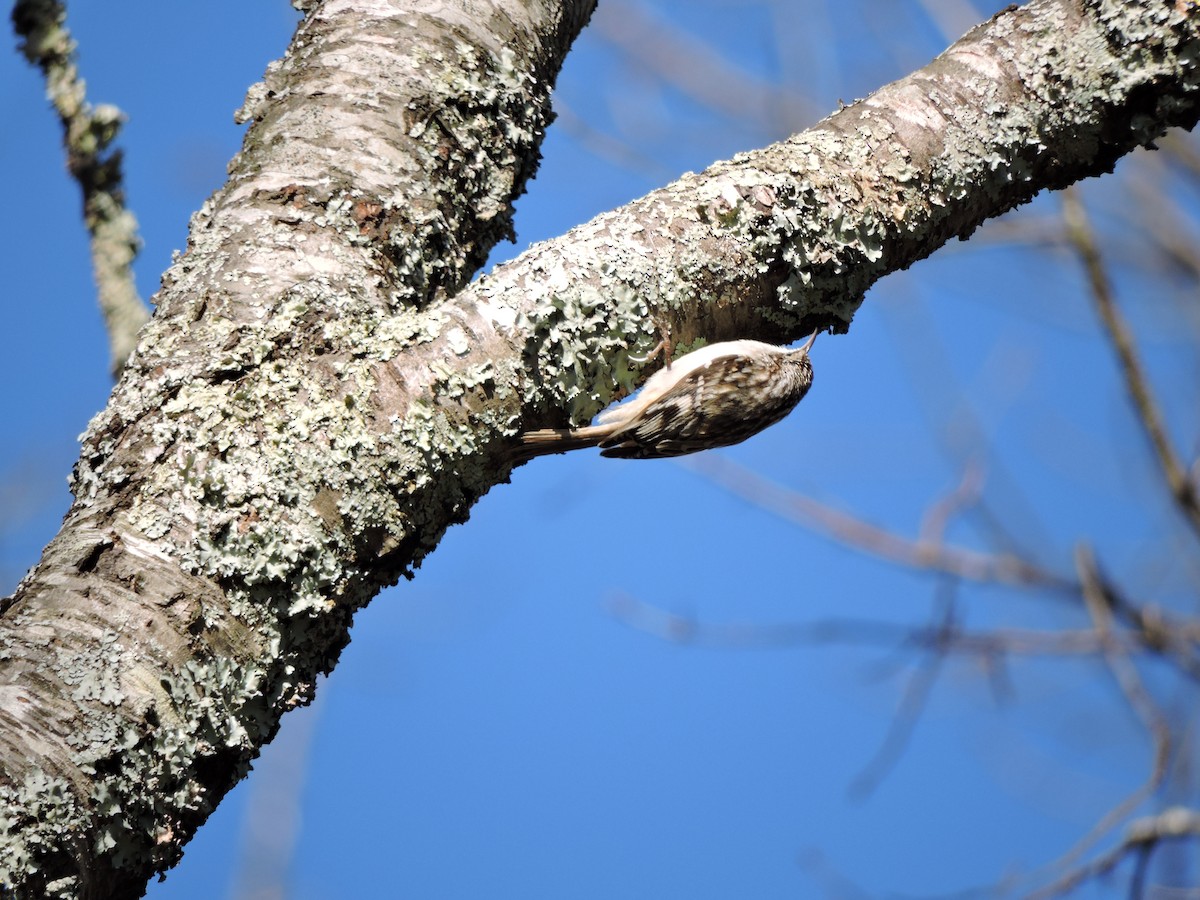 Brown Creeper - ML25217321