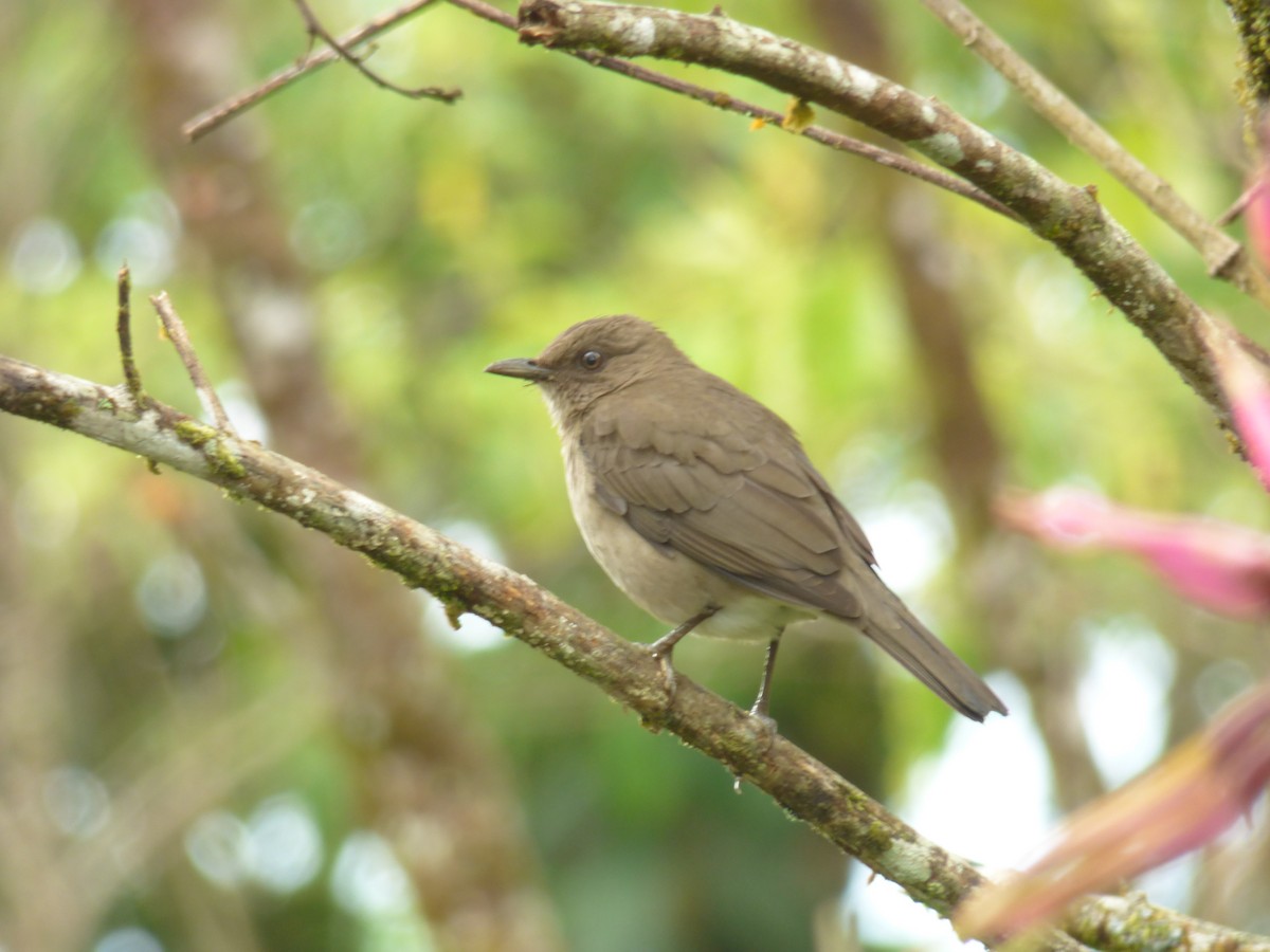 Black-billed Thrush - Jose Segovia