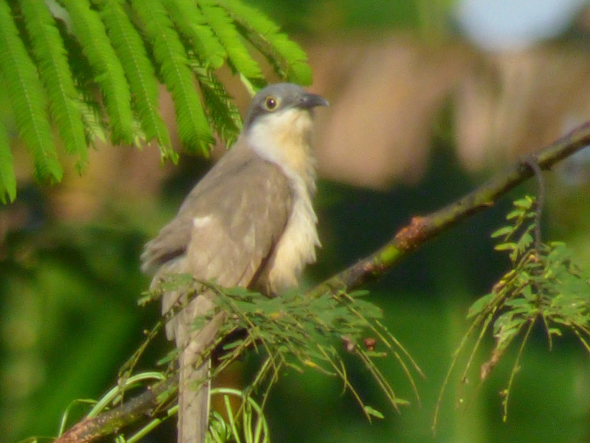 Dark-billed Cuckoo - ML252173641