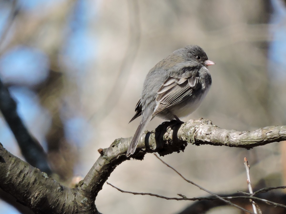 Dark-eyed Junco - S. K.  Jones