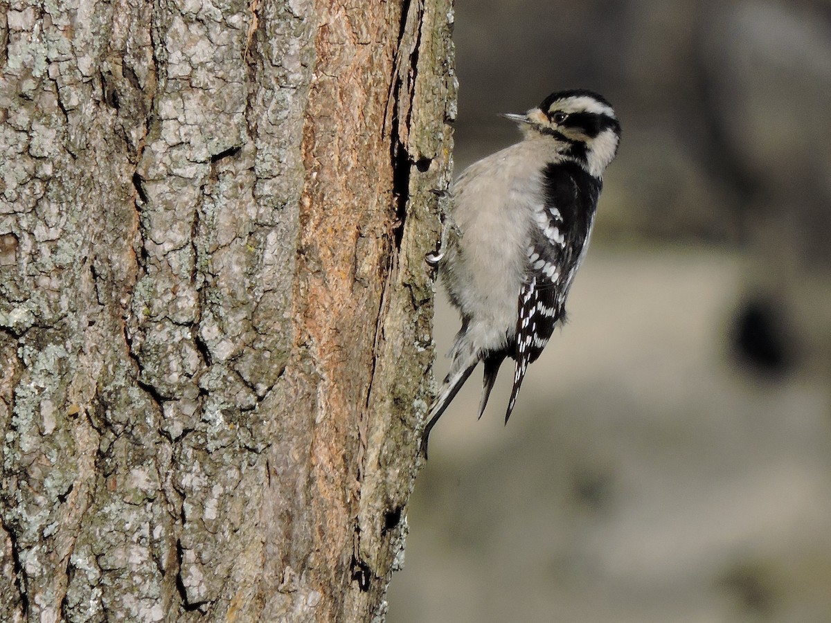 Downy Woodpecker - ML25217421